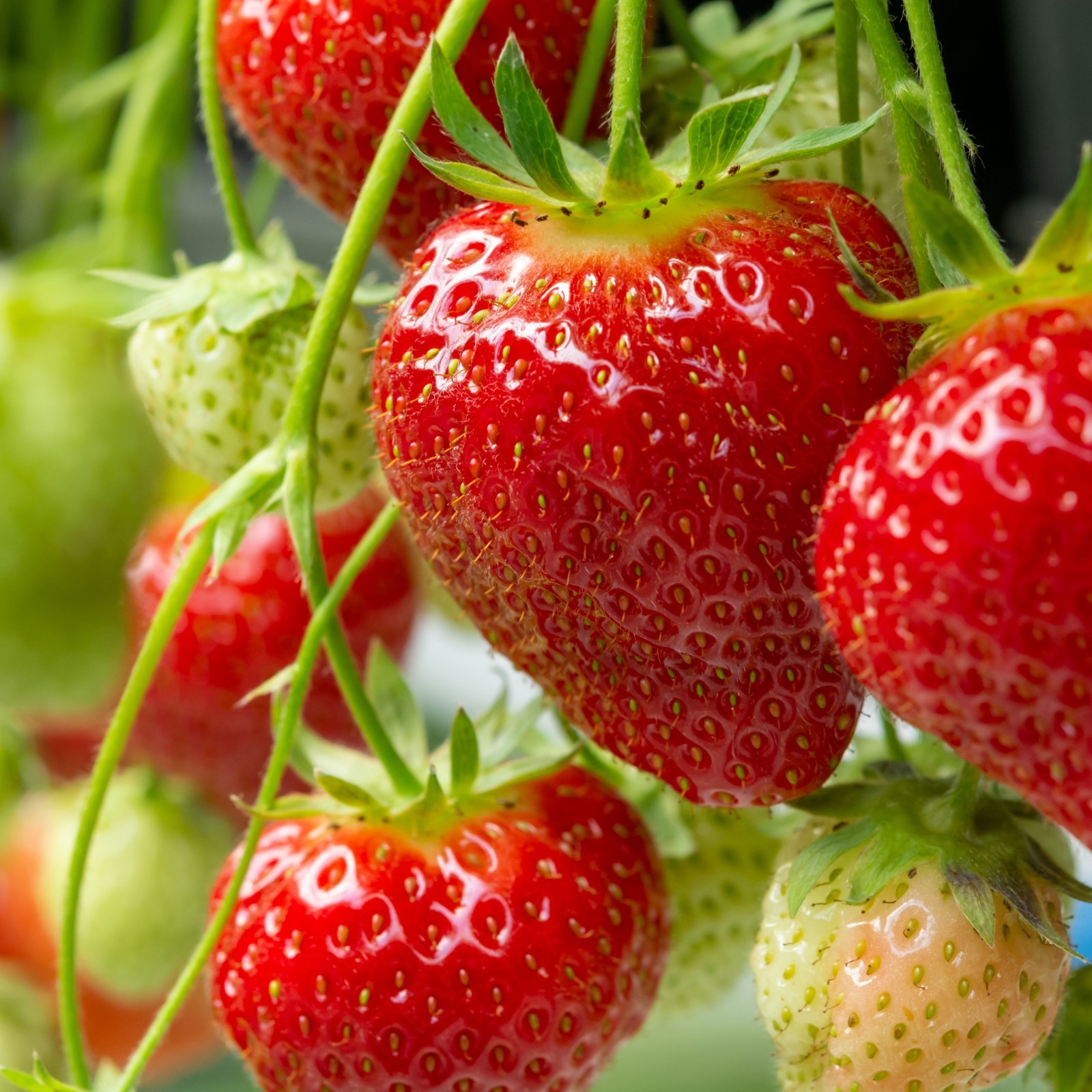 Strawberry plant seeds 15+- count~big red berries~locally grown and harvested~