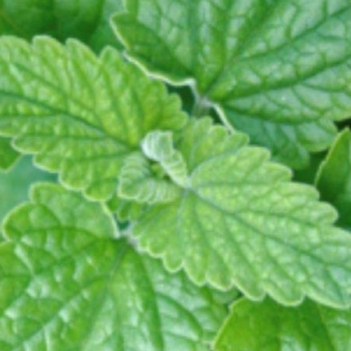 3000 Catnip Seeds for Planting Non GMO Catnip Seeds Fresh Cat Nip Herb Perrenial
