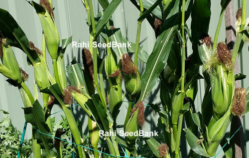 Strawberry Corn – An Amazingly Beautiful & Gorgeous Ornamental Popcorn Variety!