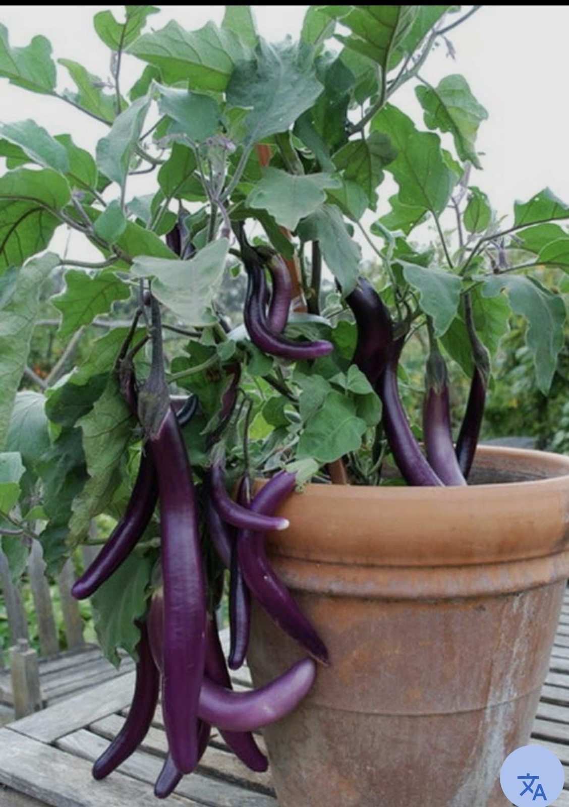 130 Long Eggplant Purple Seeds NON GMO Fresh Easy Growing