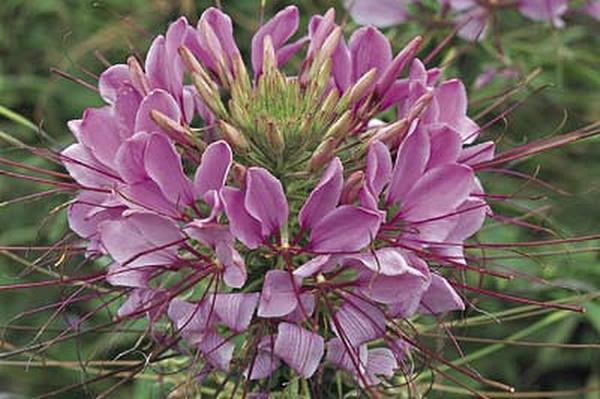 Cleome Sparkler Series Lavender seeds
