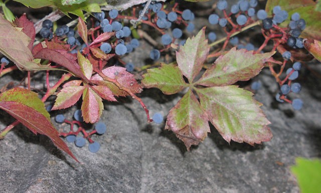 3 Virginia Creeper plant Perennial Live rooted cuttings Ground Cover Hardy Vines