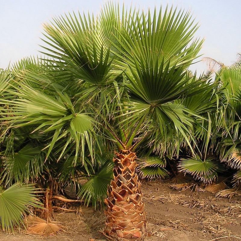 75+ Seeds Washingtonia Filifera California Fan Palm #03, Fresh 2023 Seeds