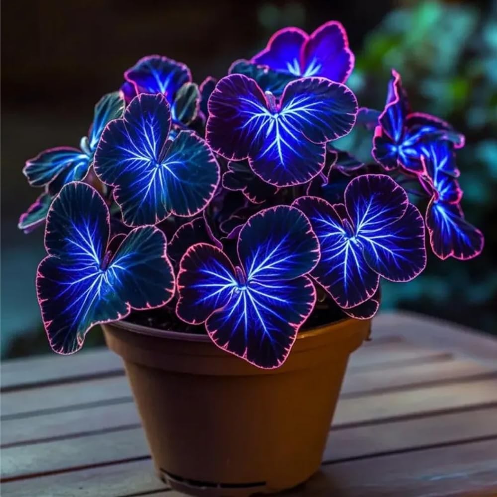 150+ Mixed Coleus Seeds for Planting – Non-Gmo Heirloom Rainbow Coleus Seeds Pai