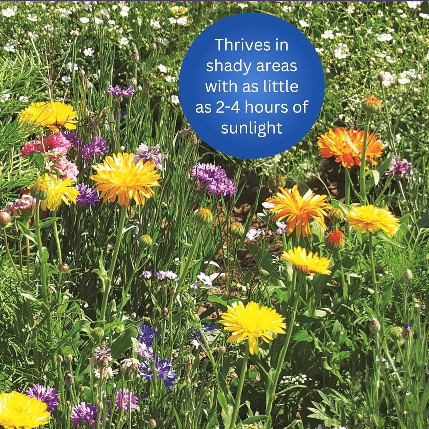 Easy Grow Wildflower Seeds – Natural Ingredients