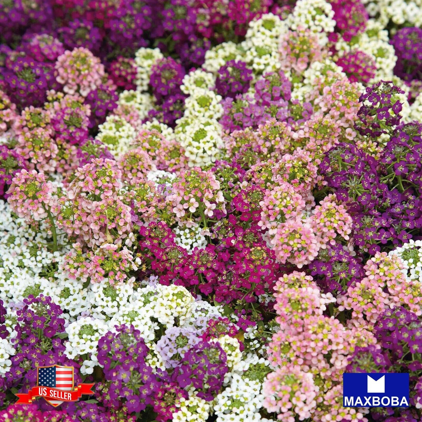 Non-GMO 250+ Royal Carpet Lobularia maritima Alyssum Seeds BTGO 75% OFF