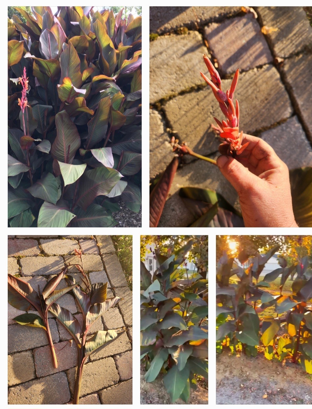 Lot Of 3 GIANT 12ft Tall MUSIFOLIA Canna Lily Rhizome Bronze/green Red Orange