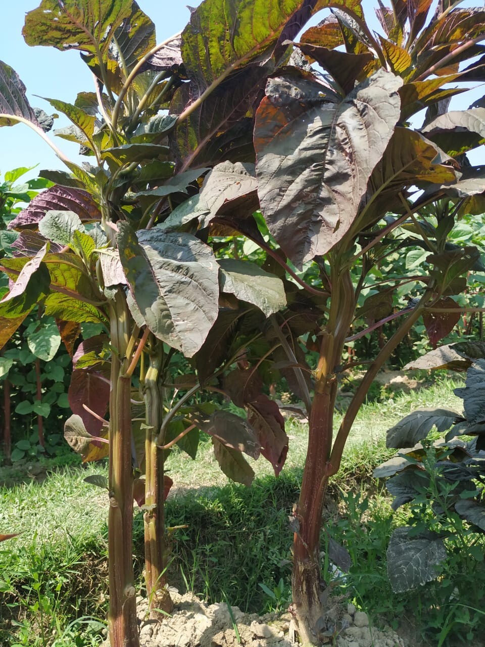 Stem Amaranth (Data Shak ) – Bhutan Soft Light Red Asian Spinach 9000+ Seeds