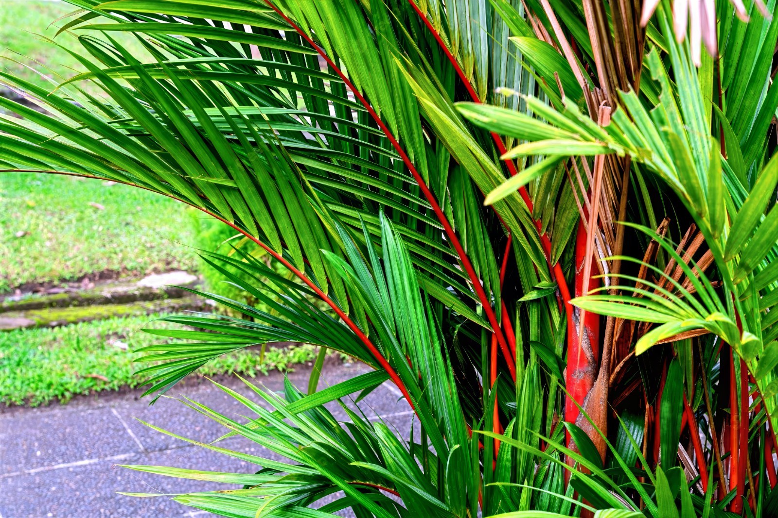 RED SEALING WAX “LIPSTICK PALM” TREE SEEDS (Cyrtostachys renda) House Plant RARE