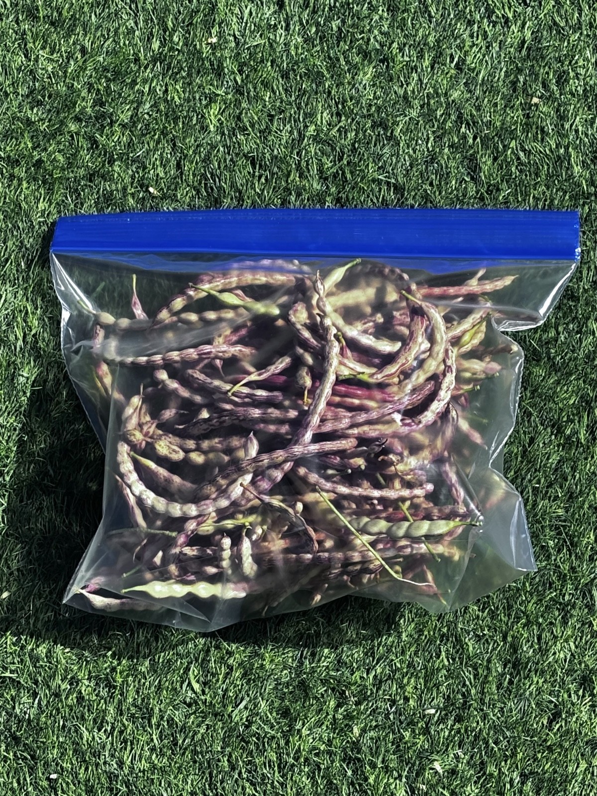 Honey Mesquite Bean Pods (1LB) – Gluten Free, High in Protein, Naturally Sweet
