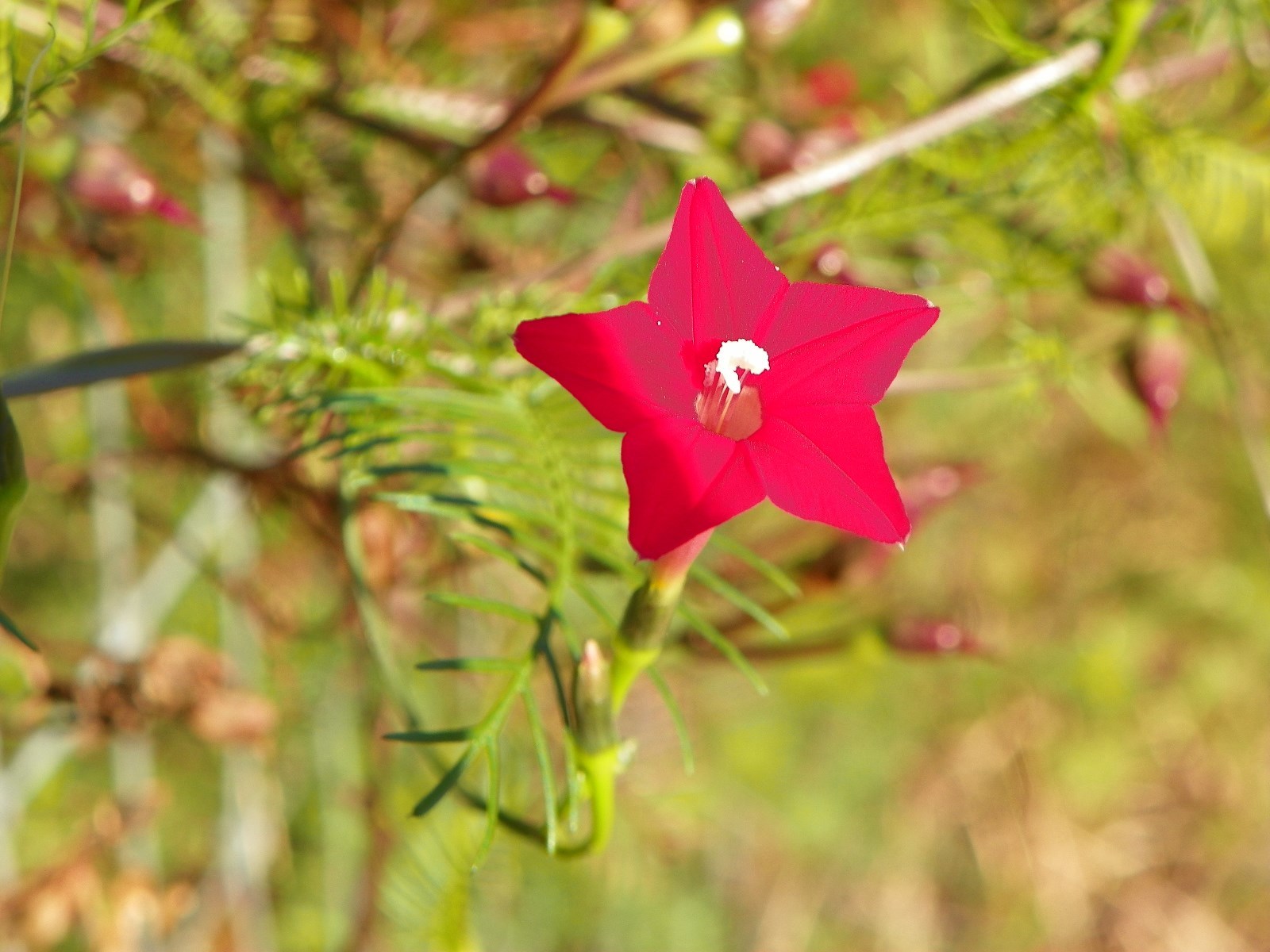 Red Velvet Cypress Vine Ipomoea quamoclit 100 Seeds Hummingbird Attractant