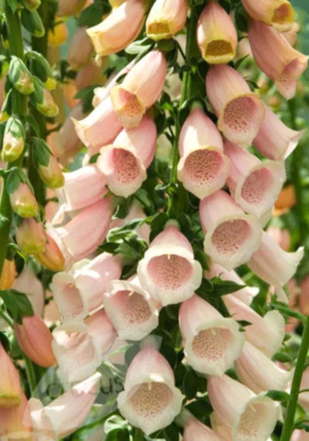 6000 Foxglove Seeds Mixed Color Rare Digitalis Dalmatian Dwarf Beauty Faerie Que