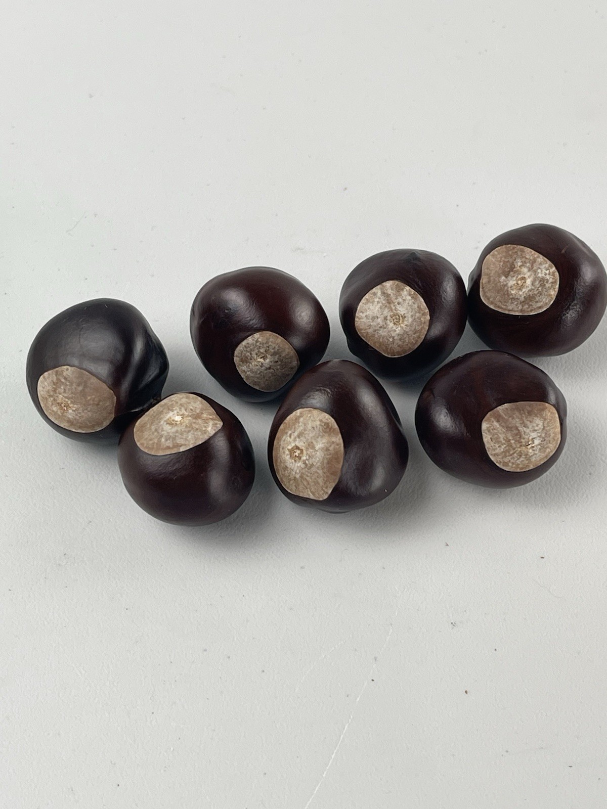 Genuine Buckeye Nuts Sold in Groups of 25. Quarter Size FREE SHIPPING