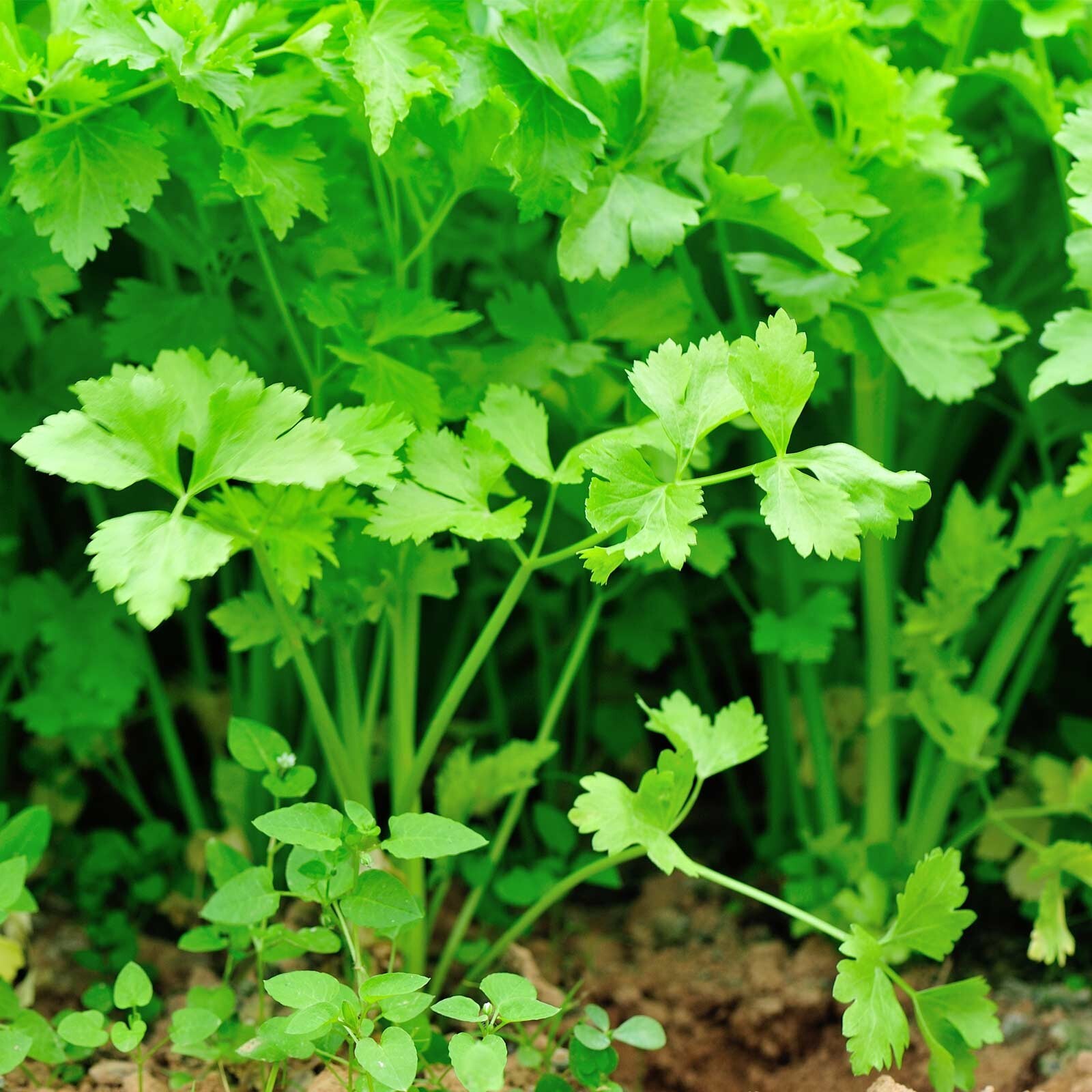 5000+Chinese Celery Seeds – Light Green Non-GMO Heirloom!USA! Free Shipping!