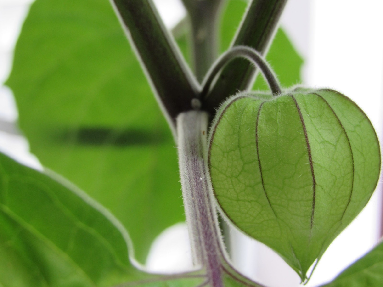 Physalis ixocarpa Tomatillo Verde Seeds Non GMO Juicy Flavorful Large Yields
