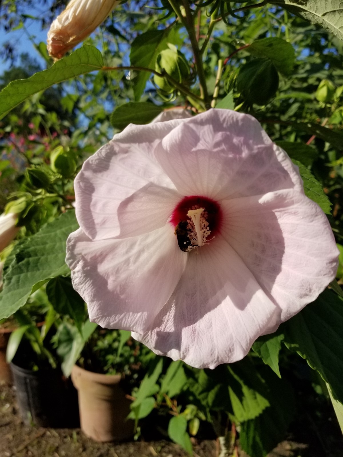 20 Fresh Luna White Perennial Hardy Hibiscus Rose Mallow Seeds