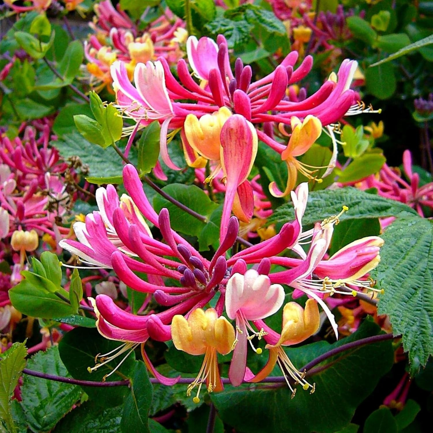 300+ Honeysuckle Seeds for Planting Honeysuckle VineHoneysuckle Flower for G…