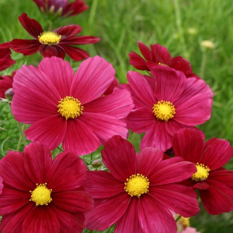 200+ Rubenza Cosmos Seeds for Garden Planting – USA – FREE SHIPPING!