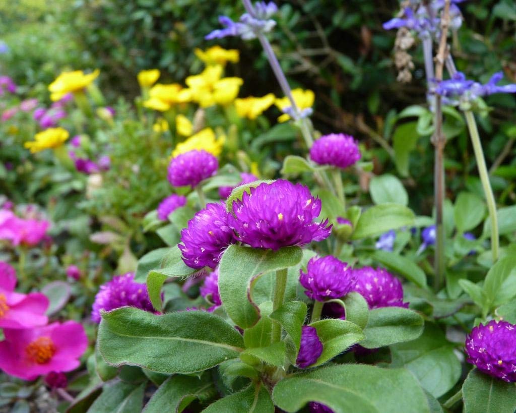 Globe Amaranth Mix (Gomphrena Globosa) Seeds Flowers for Planting Outdoor Ann…