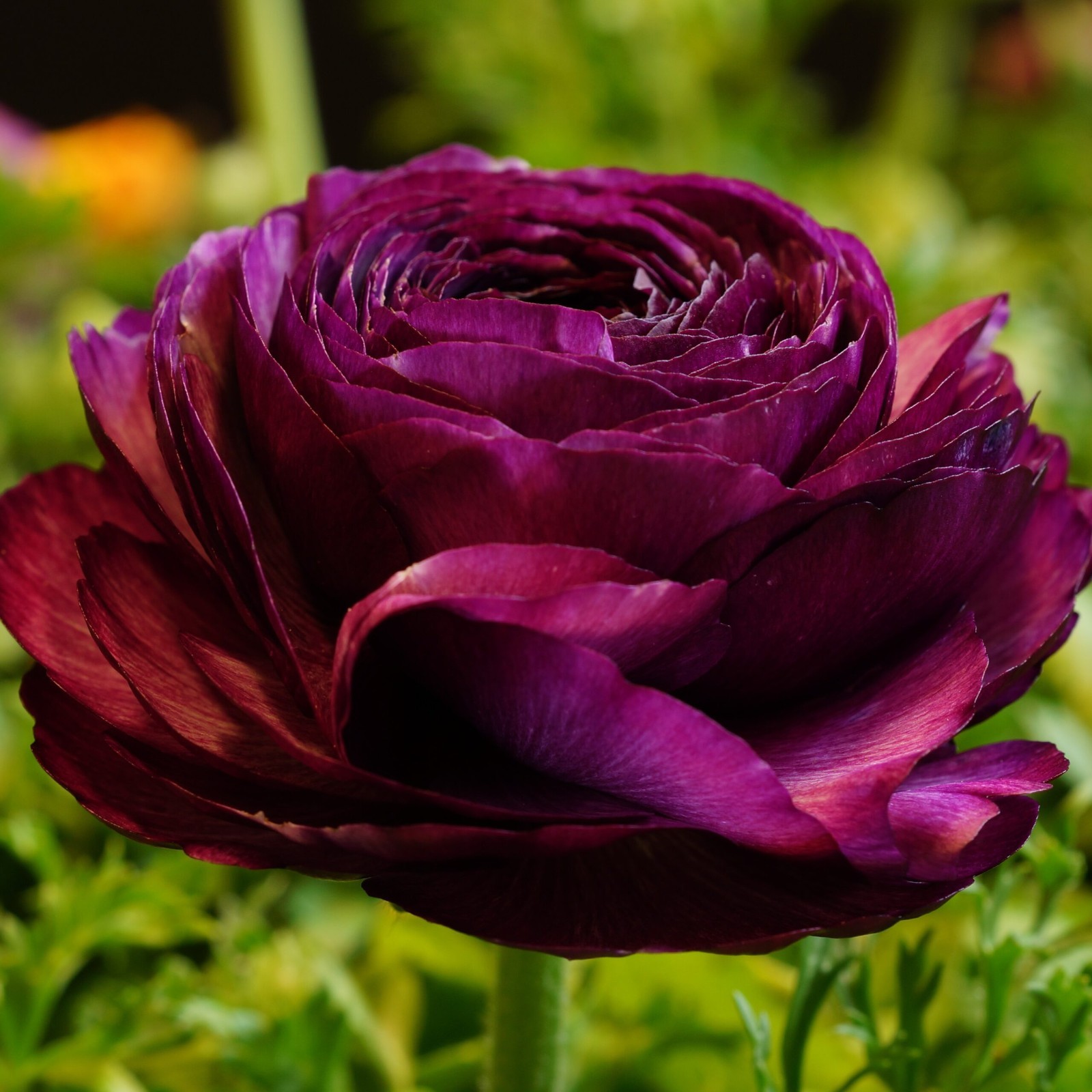 Ranunculus Purple Flower 15 Bulbs Peony Rose Buttercup Wedding Spring Flowers