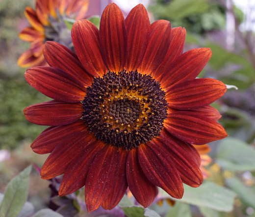 SUNFLOWER VELVET QUEEN Helianthus Annuus – 100 Bulk Seeds