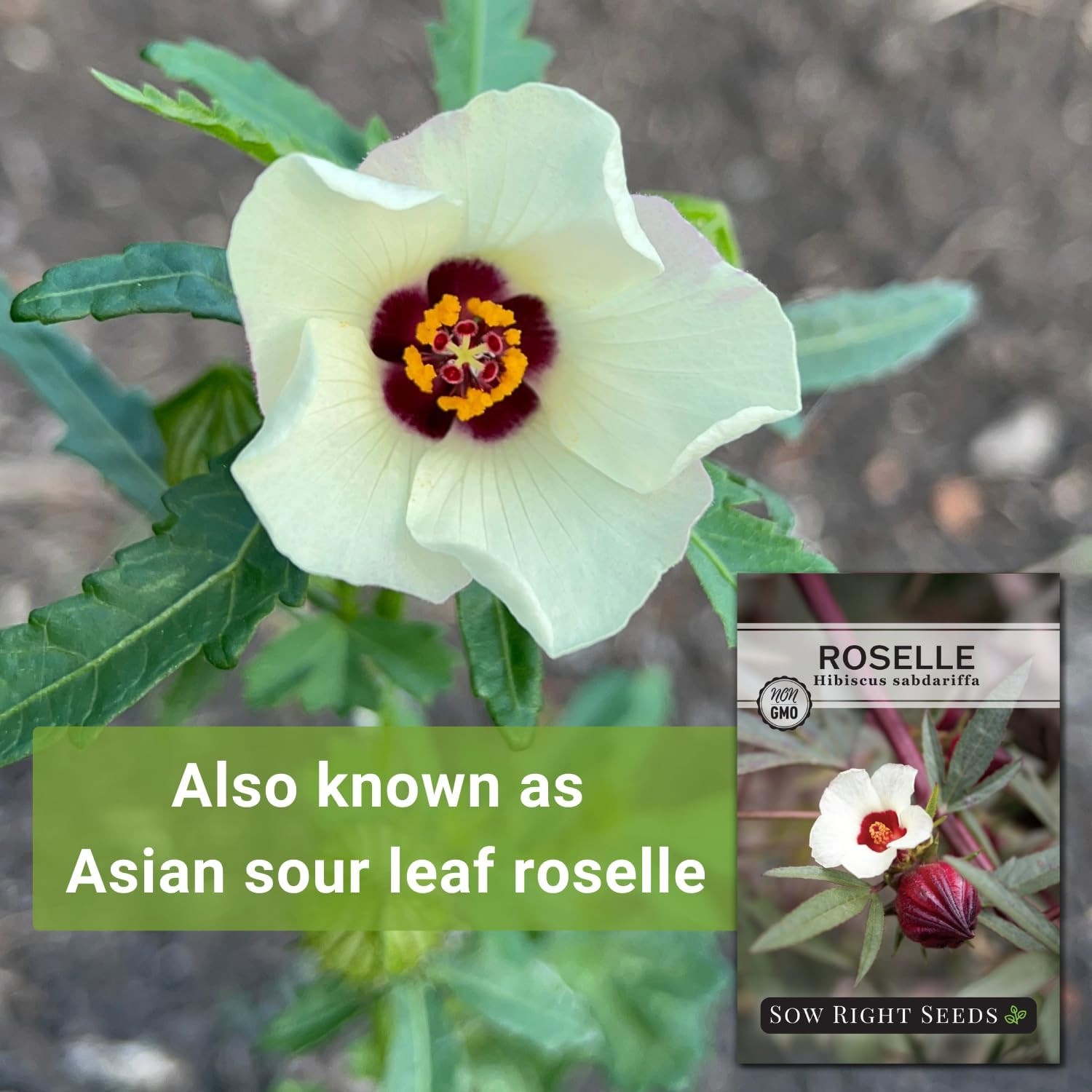 Sow Right Seeds – Roselle Seeds for Planting – Hibiscus Sabdariffa – Non-Gmo Hei