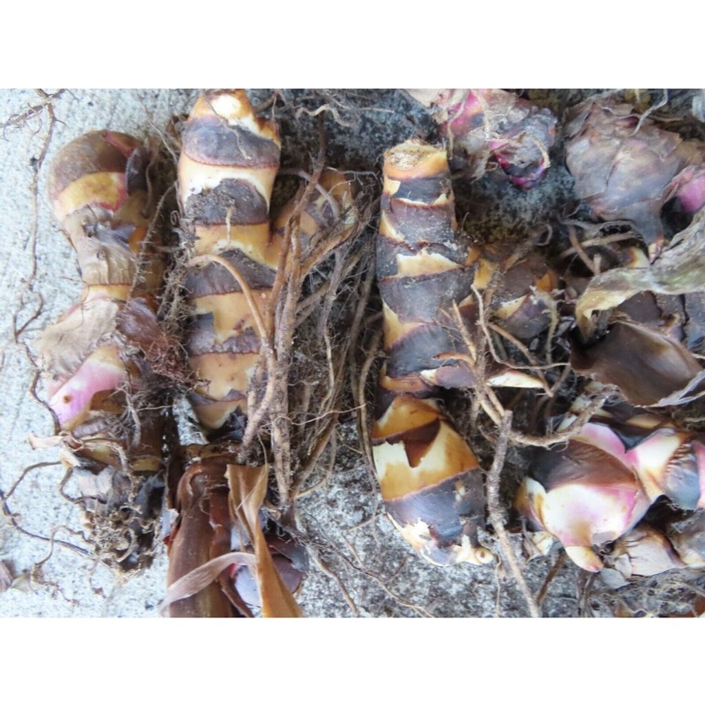 One Red Canna Lily Rhizomes Bulb Hummingbirds Love Them 4-6 feet tall