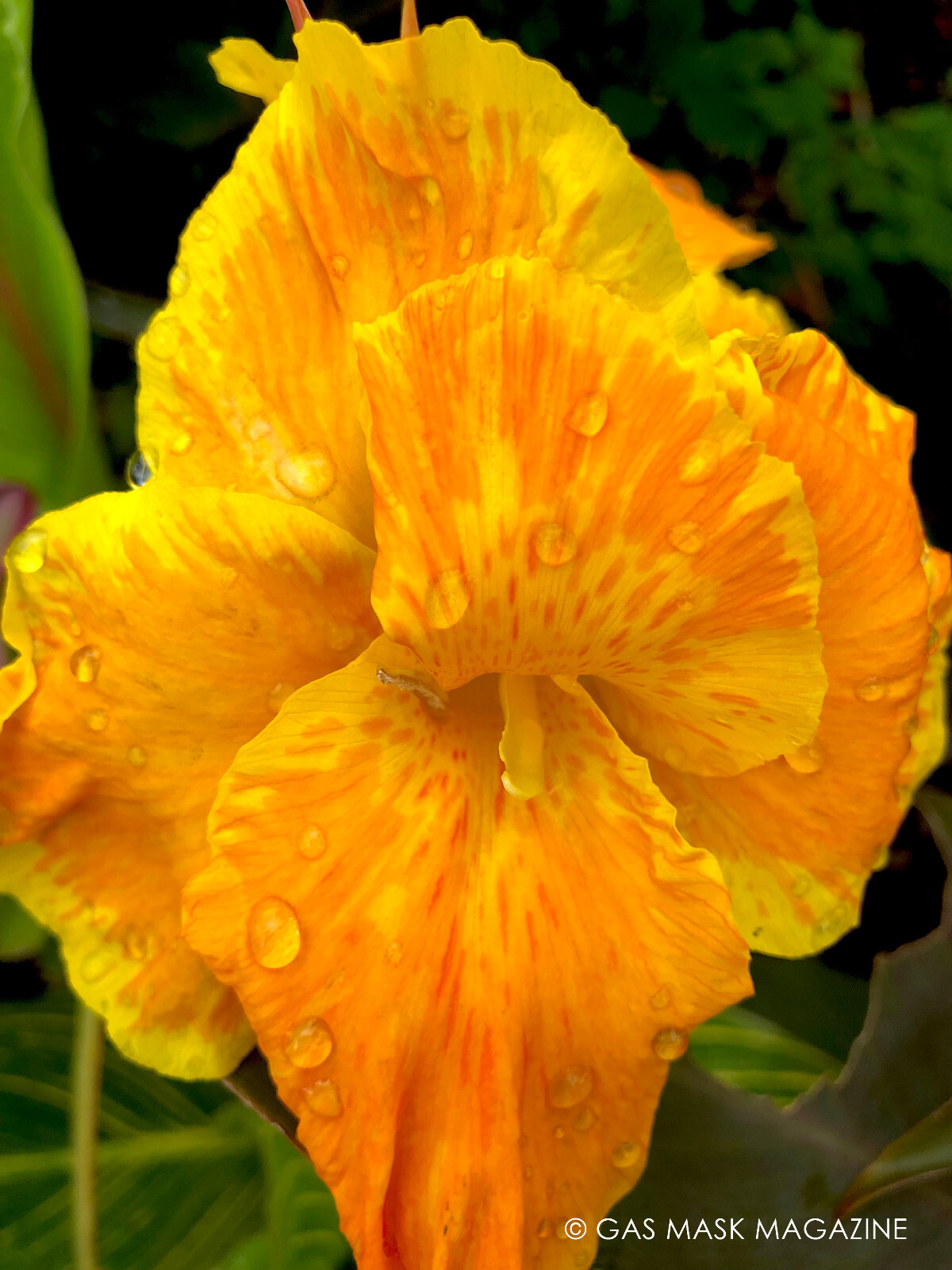 Pretoria / Bengal Tiger Striped Canna Lily Live Plant Rhizome + Orange & Yellow