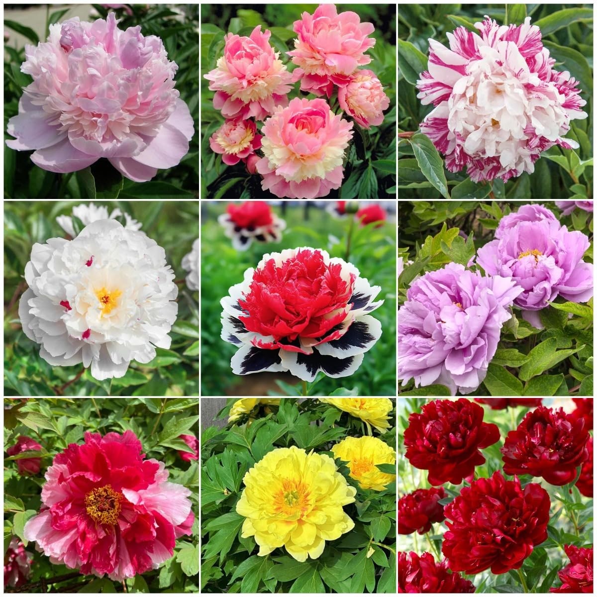98 Mixed Peony Seeds for Planting Colorful Perennial Flower Seeds, Heirloom …