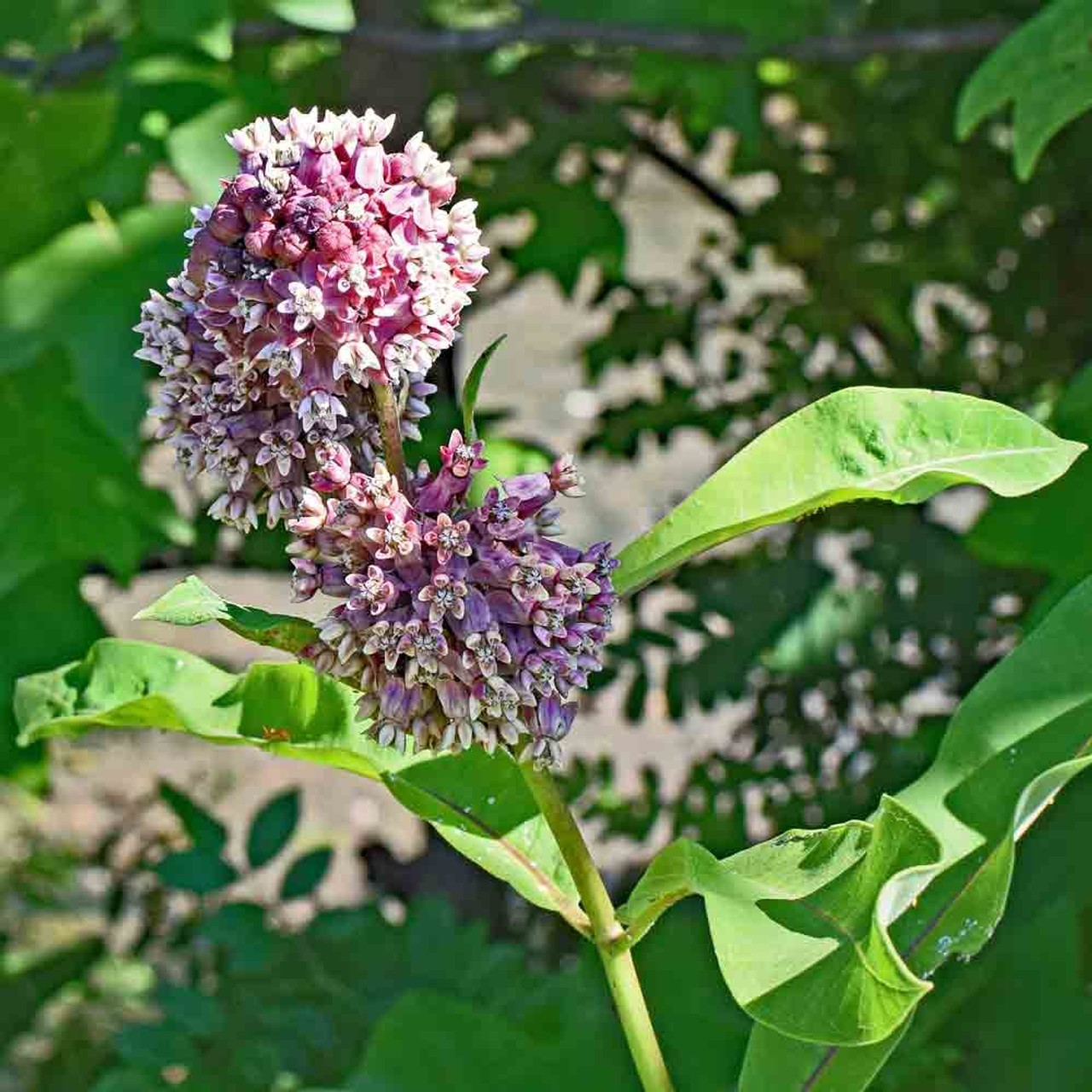 Showy Milkweed Pink Seeds Flower. 50 Seeds. Free Shipping!