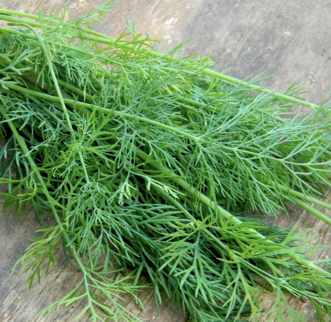 50+ Mammoth Dill Seeds Heirloom Herb Organic NON-GMO Pesticide Free Seasoning