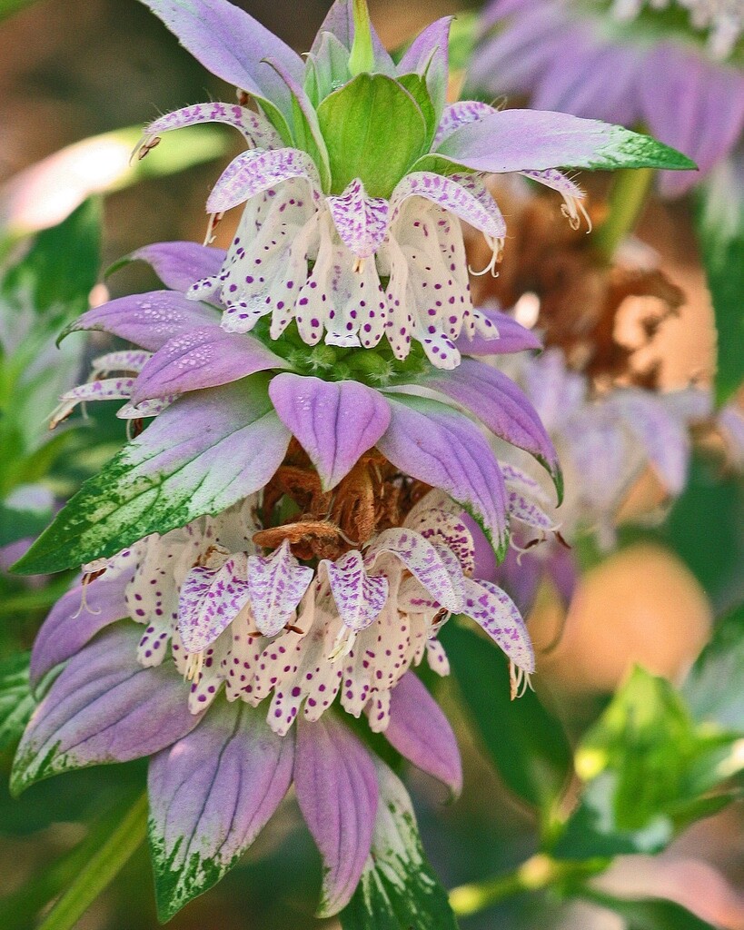 Spotted Bee Balm-Monarda punctata- Live Starter Plant- FREE SHIPPING!!!
