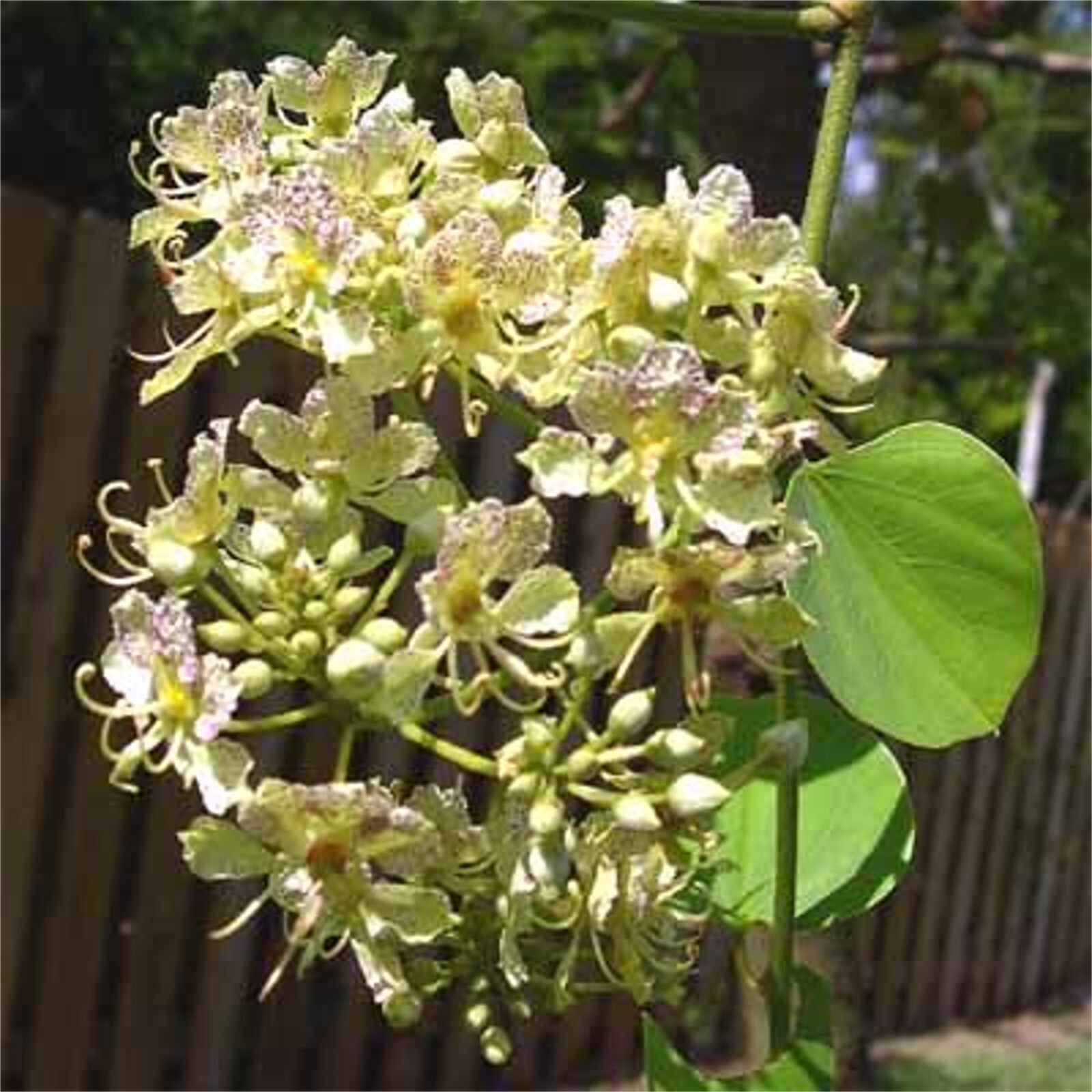 Bauhinia Semla Orchid Tree, B. Retusa, B. Roxburghiana 50 Seeds, USA