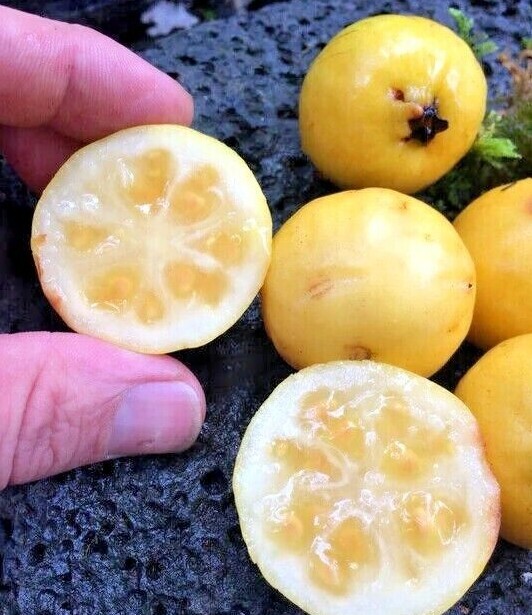 100 Yellow Lemon Guava seeds. The fruit tasted great