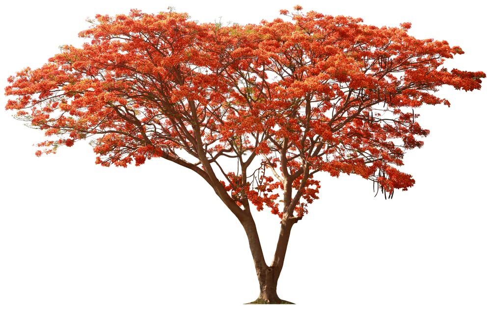 50 Seeds Delonix regia – Royal Poinciana – Flamboyant Flame Tree – Made in USA,