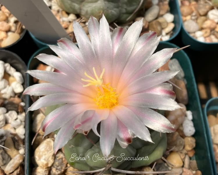Seed- Thelocactus hexaedrophorus 25+ seeds (2026)