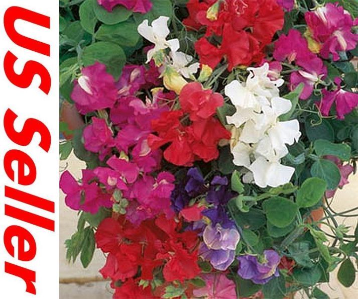 Sweet Pea ROYAL FAMILY MIX 25 SEEDS E89, Lathyrus Fragrant Flowers Tall Vines