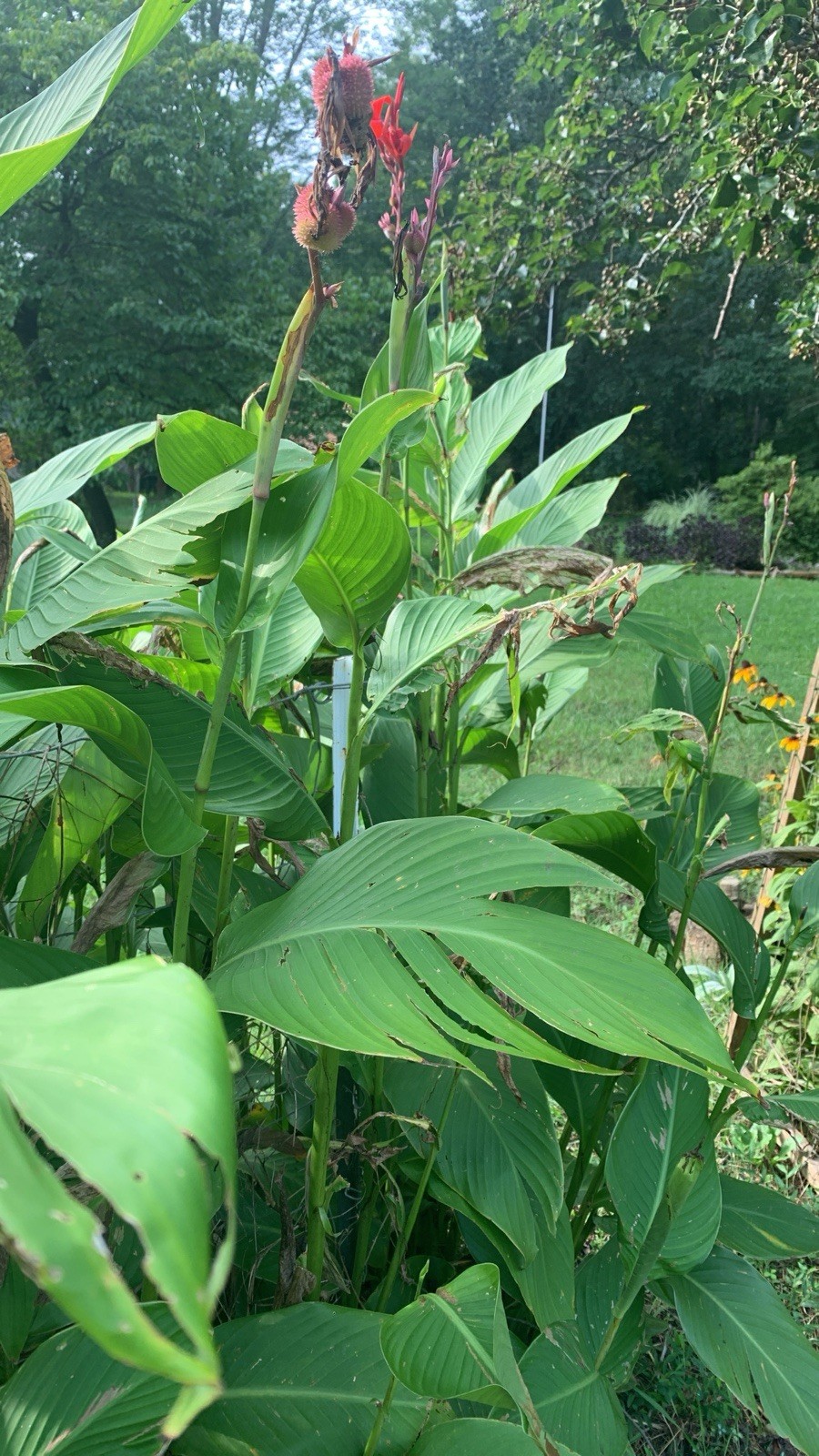 Indian Shot/Red Canna Lilly (10 Seeds) Attracts HUMMINGBIRDS