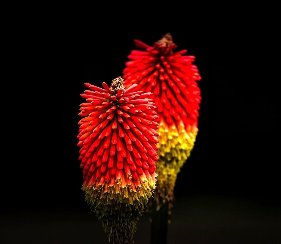 Seeds Kniphofia 80+ Seeds to Grow Red Hot Poker Exotic Perennial Plant Torch …