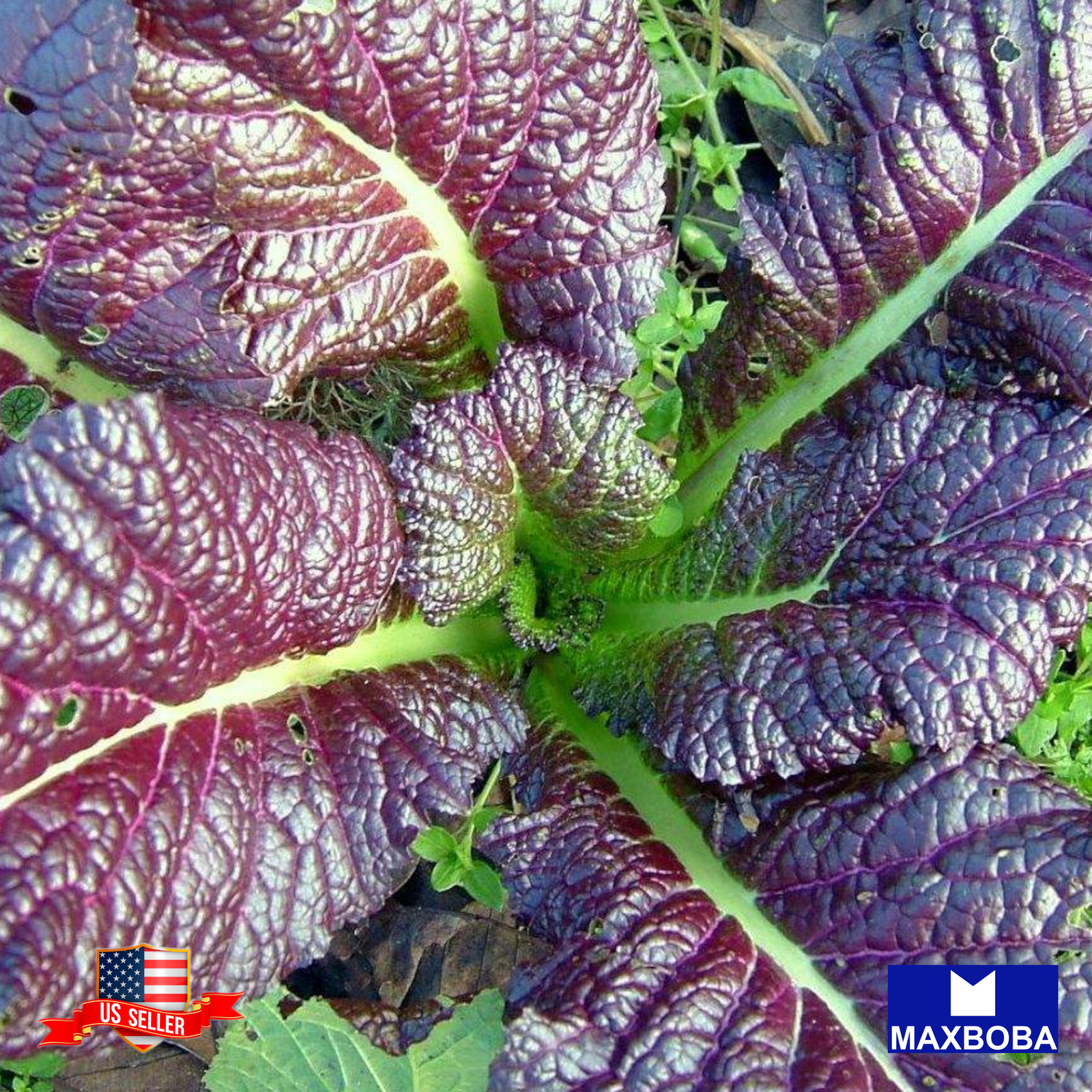 Mustard Seeds Japanese Red Giant Non-GMO Heirloom Vegetable Garden