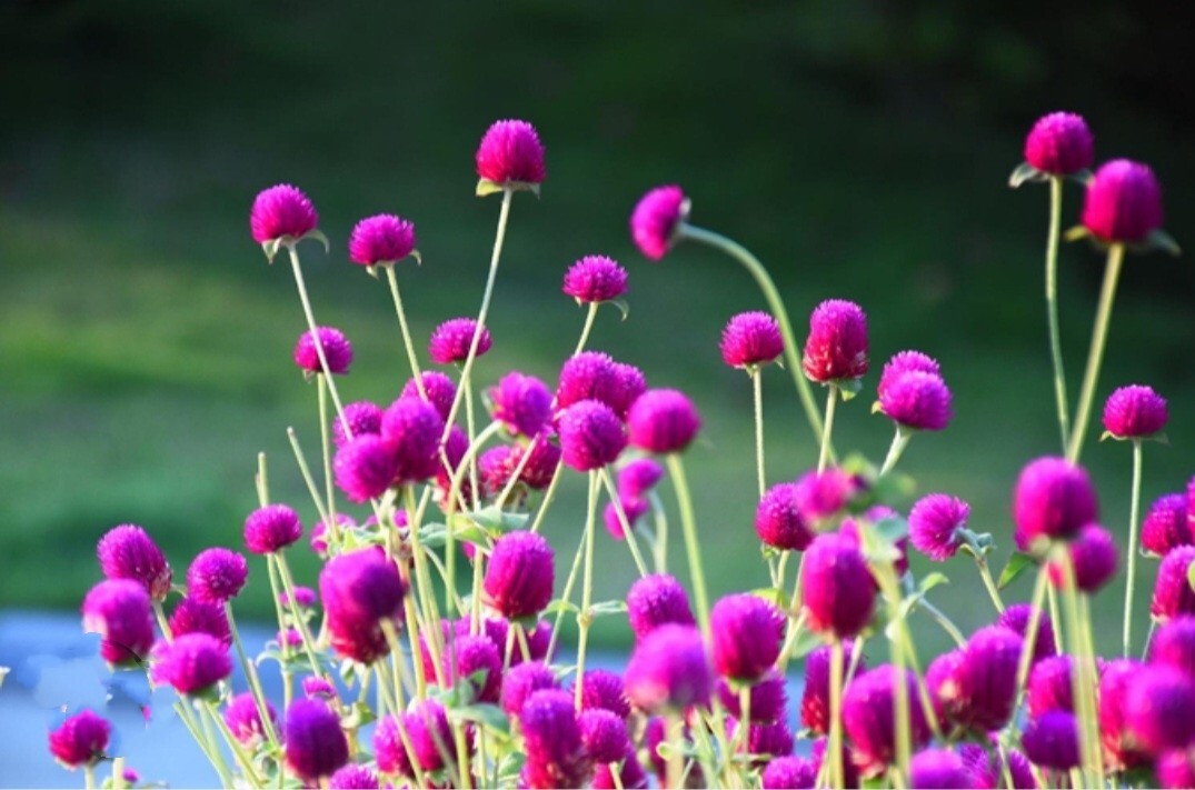 100 Globe Amaeanth Seeds Mixed Colors Gomphrena Free Shipping