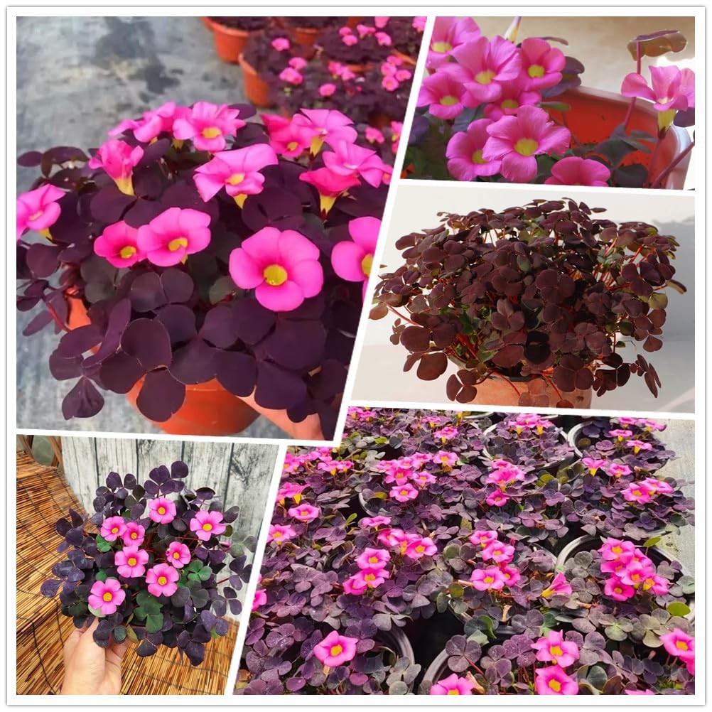 12 Purple Shamrock Bulbs Oxalis Triangularis for Planting, Flower Bulbs Indoo…