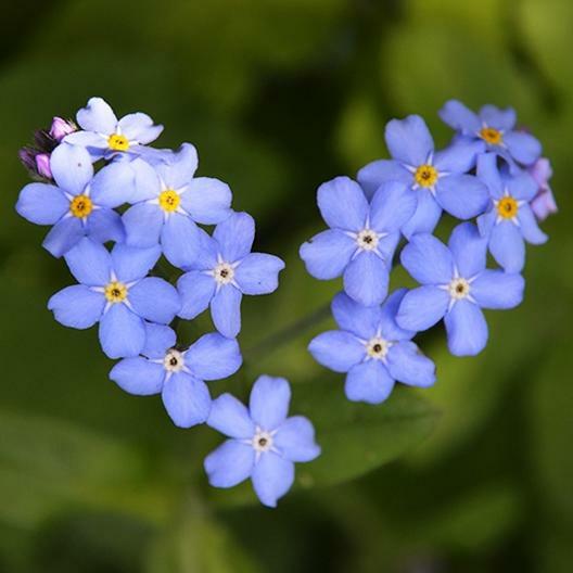 Forget Me Nots BLUE Perennial Cut Flowers Spring Blooms Non-GMO 500 Seeds