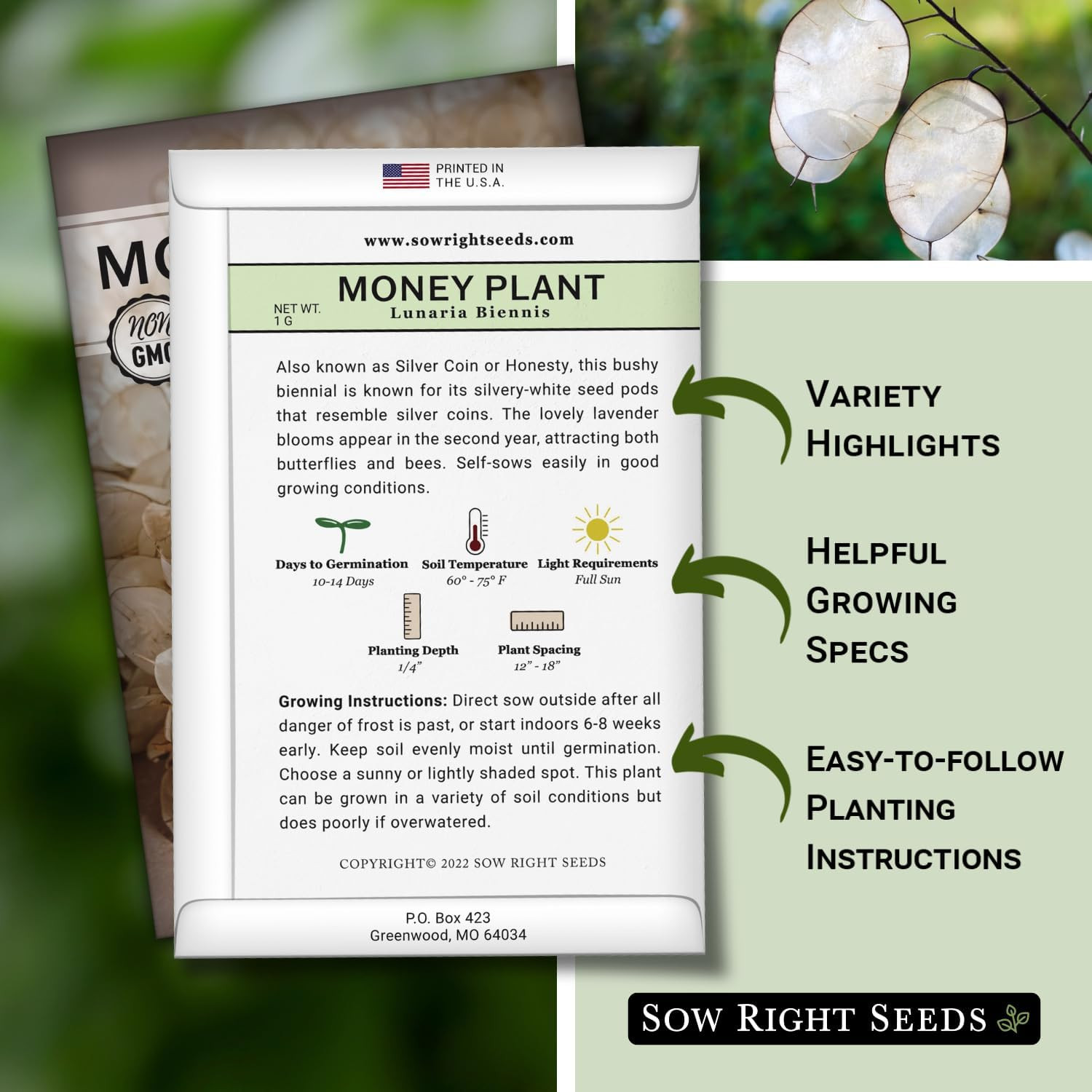 Sow Right Seeds – Money Plant Seeds – Honesty or Silver Coin Plant – Non-Gmo Hei