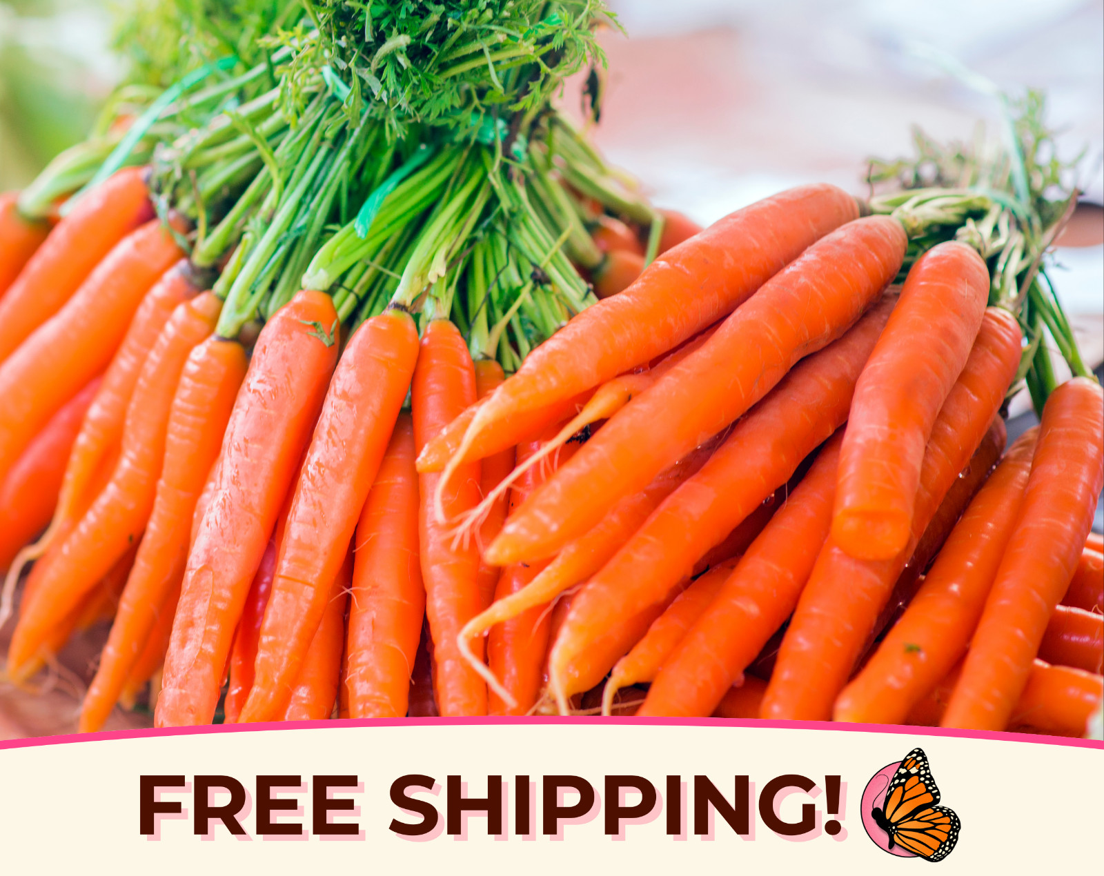 6300+ Carrot Seeds ‘Little Finger’ | Heirloom, Non-GMO, Vegetable Gardening Seed