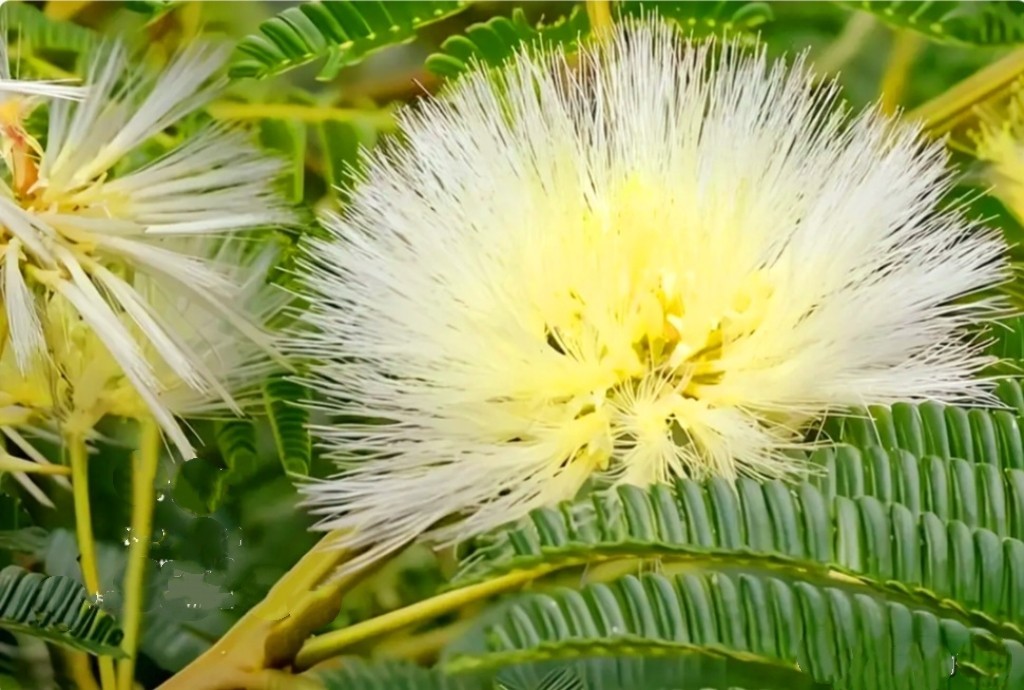 100 Mimosa Silk Tree Seeds Albizia Julibrissin Persian Silk Tree Yellow Blooms