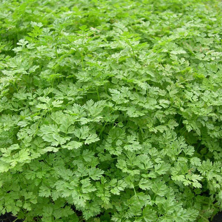 Herb Seed: Curled Chervil Seeds Fresh Seed