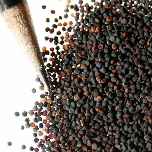 Baby’s Breath MIXED COLORS Hummingbird Pollinators Non-GMO Heirloom 1000+ Seeds!