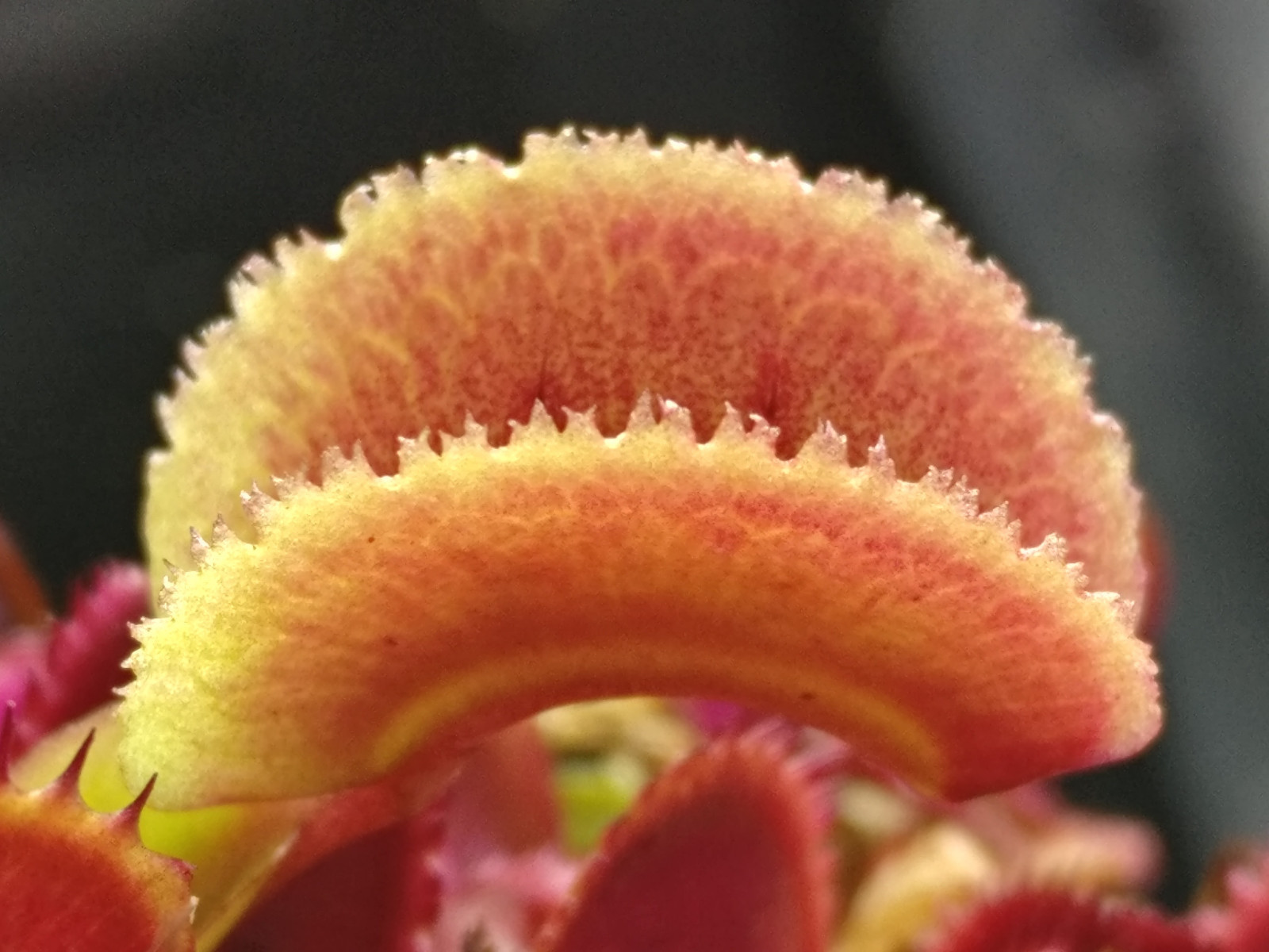 40 freshly harvested (2023 July) Venus Flytrap seeds
