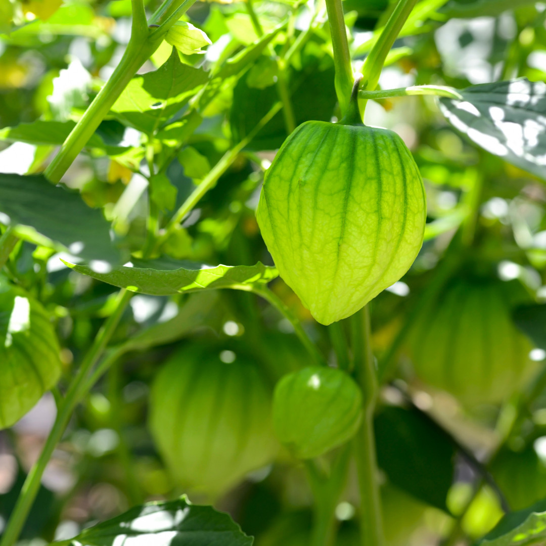 Fresh Sweet Tomatillo Seeds | Toma Verde | Heirloom Non-GMO | Vegetable Seeds